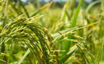 东北地区水稻种植概况及存在的问题