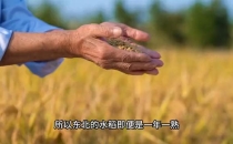 为什么东北的大米只是一年一熟，却还能被叫做粮仓？