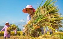 中国大米的生产能否做到自给自足？