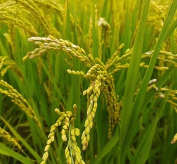 科左后旗大米：来自草原的白色黄金