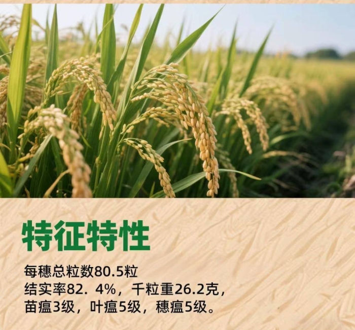 辽宁营口大米辽粳371号介绍