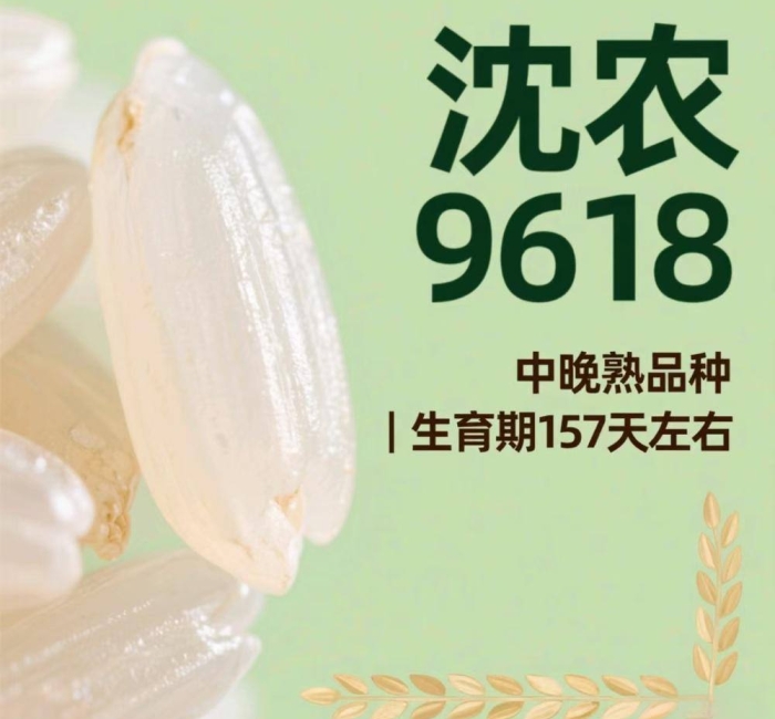 营口大米沈农9816的介绍